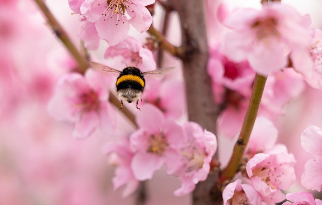 flowers, flower wallpaper, bumblebee-8255544.jpg